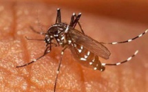 Saint-Louis : les services sanitaires ’’en alerte’’ contre la dengue