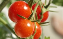 Agroline menace la filière tomate
