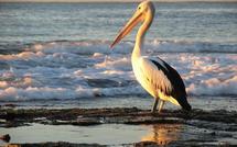 Le Pélican, roi du parc du Djoudj