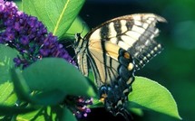 Biodiversité Yeti Yone revit