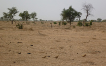 Ndiael : 27 millions pour la revitalisation