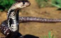 Attaqué par un serpent, Serigne Guèye meurt faute de sérum anti -venin