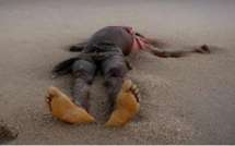 Saint-Louis: découverte macabre d'un corps sans vie à Doune Baba Dièye