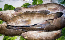 Le poisson abaisserait le mauvais cholestérol et accroîtrait le sperme et la vue