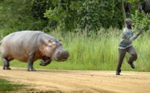 Un hippopotame qui semait la terreur abattu par un chasseur