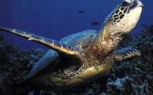 Langue de Barbarie : Naissance de 65 tortues marines migratrices