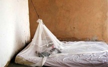 Lutte contre le paludisme à Saint-Louis: 213.600 moustiquaires destinées à la région Nord