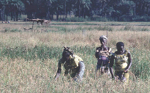 Sen Huile déclare avoir investi près de 100 milliards de francs CFA dans l’agriculture