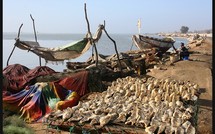 REPORTAGE: Production du poisson fumé à Guet-guet Ndar : La raréfaction de la production de la ressource plombe les actions des femmes