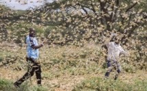 Éthiopie. L’invasion de criquets provoque une crise alimentaire, un million de personnes en danger