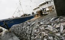 Les scandales en série du secteur de la pêche