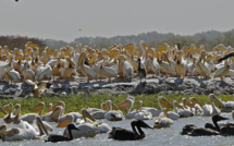 [VIDÉO] Voici le documentaire exclusif '' Djoudj, le paradis des oiseaux migrateurs''. Regardez.
