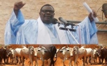 [Vidéo] Magal 2013: Les Thiantacounes débarquent à Touba avec des milliers de boeufs
