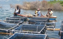 Atelier sur les techniques aquacoles à Richard-Toll: L'aquaculture, une réponse à la problèmatique de l'emploi.
