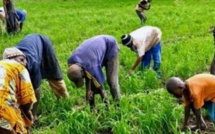 Grogne dans l'agriculture : Le SYNTTAS décrète 72 heures de grève