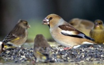 Forte pression aviaire à Diama: Les oiseaux granivores menacent les récoltes de riz