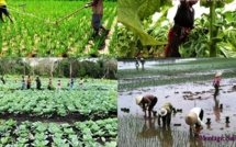 CONTRIBUTION : Autosuffisance alimentaire? Non! : Sécurité alimentaire? Possible!