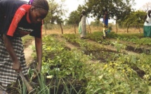 Reconstitution du capital semencier : L'Isra et SenHuile signent une convention