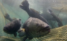 Dossier: les conséquences de la pêche illégale.