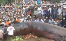 Un monstre géant découvert au Vietnam (vidéo)