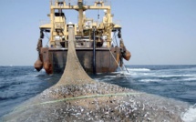 Licences de pêche : 120 navires opèrent officiellement au Sénégal