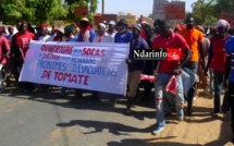 Saint-Louis – La filière tomate en difficultés : les producteurs de Dagana dans tous leurs états.