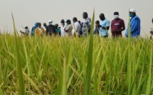 CAMPAGNE RIZICOLE SAISON CHAUDE : Début timide des récoltes à Podor