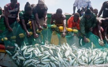 Le Yaboye introuvable: Greenpeace lance la campagne "Ana Sama Jen"