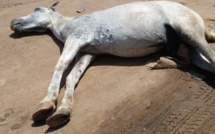 Diamaguène : deux chevaux du Gie CETOM meurent électrocutés
