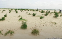 ​Protection de la Langue de Barbarie : lancement d’un programme de reboisement de 10 hectares de filaos – vidéo