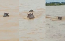 Saint-Louis : deux hippopotames dans les eaux du fleuve Sénégal – vidéo