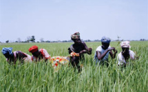 Gestion integrée de la riziculture dans la vallée : 24 variétés de riz créées par AfricaRice