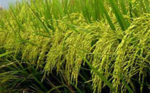 Richard-Toll : l'absence d'un fonds de soutien handicape les riziers