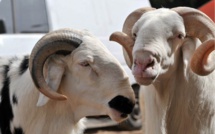 188.000 moutons entrés par le poste de Kidira depuis le 10 août (inspecteur)