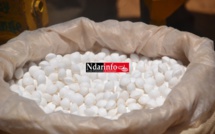 Technologie du Placement profond de l’urée : Des granuleuses de l’Isra pour augmenter le rendement du riz de 20 %