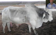 ELEVAGE - La ferme du Groupe Thimbo de Semmé: Un modèle à multiplier.