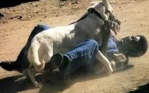 Morsures meurtrières : Un mystérieux chien tue 6 personnes et installe la psychose à Tivaouane Peulh