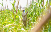 Campagne agricole : Macky SALL annonce une enveloppe exceptionnelle de 100 milliards de francs CFA