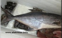 Mauritanie: Le nom du Prophète Mohamed PSL gravé sur un poisson de 17 kg capturé à Nouadhibou.