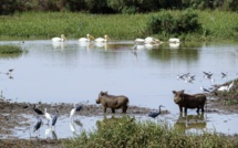 ​Saint-Louis : plaidoyer pour une meilleure gestion de la Réserve de Biosphère Transfrontalière du Delta du fleuve Sénégal (vidéo)