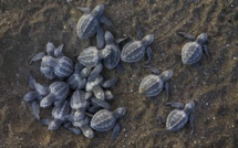 TOGO : Les tortues marines victimes de trafic illicite, plus de milliers de capture par an