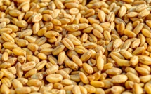 Révolution agricole: Le blé, nouvel espoir pour l'autosuffisance alimentaire au Sénégal