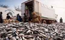 Mbao : Un camion arrêté avec 30 tonnes de poissons juvéniles