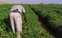 Campagne hivernale de production agricole 2015/2016 dans la vallée : Les opérations de semis et de repiquage ont démarré