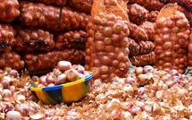 Le Sénégal gèle les importations d’oignon à partir du 25 janvier