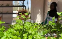 Micro-jardinage : des étudiants proposent des solutions innovantes pour cultiver Bio