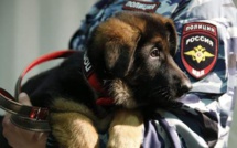 Dobrynya, le cadeau "extraordinaire" de la Russie à la France.