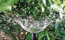 Un projet de valorisation de l’arboriculture lancé à Saint-Louis