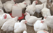 ​Korité et élevage de poulets : au cœur de l’activité des aviculteurs