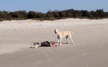 Hydrobase et Fass Dieye sous menace : les chiens errants terrorisent les habitants